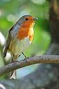 Click image for larger version. 

Name:	Robin (Erithacus rubecula) DSC_0069.jpg 
Views:	182 
Size:	68.1 KB 
ID:	15455