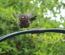Click image for larger version. 

Name:	5336 - female_Blackbird.jpg 
Views:	108 
Size:	257.0 KB 
ID:	9344