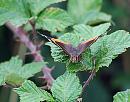 Click image for larger version. 

Name:	Red Admiral (vanessa atalanta) DSC_0013.jpg 
Views:	153 
Size:	117.9 KB 
ID:	15191