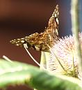Click image for larger version. 

Name:	SH2824 -090727-Painted Lady - Vanessa cardui.jpg 
Views:	185 
Size:	239.8 KB 
ID:	10769