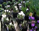 Click image for larger version. 

Name:	Crocuses for sale....jpg 
Views:	181 
Size:	284.3 KB 
ID:	13088