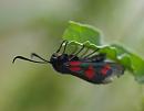 Click image for larger version. 

Name:	five_spot_burnet_moth_P7043623.jpg 
Views:	174 
Size:	74.1 KB 
ID:	14810