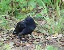 Click image for larger version. 

Name:	Crow (Corvus corone) DSC_0060.jpg 
Views:	1030 
Size:	172.1 KB 
ID:	14076
