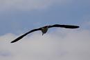 Click image for larger version. 

Name:	Great Black-backed Gull.JPG 
Views:	341 
Size:	154.2 KB 
ID:	19248