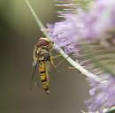 Click image for larger version. 

Name:	SH6052 -1007 26-Marmalade hoverfly - Episyrphus balteatus.jpg 
Views:	175 
Size:	352.1 KB 
ID:	15156