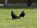 Click image for larger version. 

Name:	SH9636 -1008 28-Carrion Crow-Corvus_corone.jpg 
Views:	517 
Size:	317.5 KB 
ID:	15653