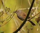 Click image for larger version. 

Name:	dunnock_P4033602.jpg 
Views:	217 
Size:	154.4 KB 
ID:	16991