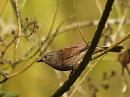 Click image for larger version. 

Name:	dunnock_P4033603.jpg 
Views:	217 
Size:	142.7 KB 
ID:	16992