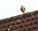 Click image for larger version. 

Name:	Sparrowhawk  1.jpg 
Views:	269 
Size:	192.4 KB 
ID:	19868
