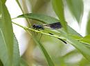 Click image for larger version. 

Name:	SH8527 -1006 10-Calopteryx_splendens-Banded_Demoiselle.jpg 
Views:	151 
Size:	255.4 KB 
ID:	14065