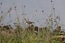 Click image for larger version. 

Name:	Pulborough Brooks 102.JPG 
Views:	235 
Size:	205.7 KB 
ID:	15580