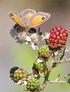 Click image for larger version. 

Name:	Gatekeeper ( Pyronia tithonus) DSC_0129.jpg 
Views:	160 
Size:	80.5 KB 
ID:	15061