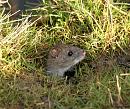 Click image for larger version. 

Name:	rat j.jpg 
Views:	348 
Size:	379.1 KB 
ID:	3307