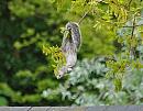 Click image for larger version. 

Name:	Grey squirrel (Sciurus carolinensis)DSC_0015.jpg 
Views:	165 
Size:	107.9 KB 
ID:	13816