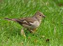 Click image for larger version. 

Name:	chaffinch_P7187774.jpg 
Views:	612 
Size:	244.0 KB 
ID:	10618