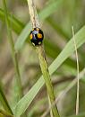 Click image for larger version. 

Name:	SH7891 -090710-ladybird.jpg 
Views:	201 
Size:	433.6 KB 
ID:	10501