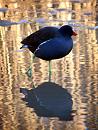 Click image for larger version. 

Name:	moorhen.jpg 
Views:	170 
Size:	138.4 KB 
ID:	7596