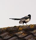 Click image for larger version. 

Name:	SH5432 -090427-Magpie-Pica_pica.jpg 
Views:	211 
Size:	412.9 KB 
ID:	11173