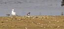 Click image for larger version. 

Name:	ringed_plovers_P8085283.jpg 
Views:	182 
Size:	155.9 KB 
ID:	15485