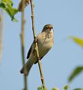 Click image for larger version. 

Name:	chiffchaff_P4173862.jpg 
Views:	193 
Size:	88.0 KB 
ID:	17093