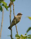 Click image for larger version. 

Name:	chiffchaff_P4173860.jpg 
Views:	192 
Size:	63.8 KB 
ID:	17094