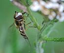 Click image for larger version. 

Name:	Hoverfly (Eupeodes americanus) DSC_0118.jpg 
Views:	134 
Size:	60.1 KB 
ID:	15227