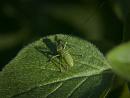 Click image for larger version. 

Name:	SH9910 -1105 24-Speckled Bush Cricket - Leptophyes punctatissima juvenile.jpg 
Views:	187 
Size:	315.1 KB 
ID:	17437