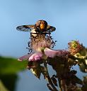 Click image for larger version. 

Name:	SH2425 -090727-Hoverfly - Volucella_pelluscens.jpg 
Views:	161 
Size:	240.1 KB 
ID:	11251