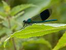 Click image for larger version. 

Name:	Male Banded Demoiselle (Calopteryx splendens) IMG_0098_edited-2.jpg 
Views:	150 
Size:	580.1 KB 
ID:	15149