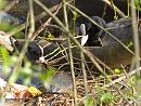 Click image for larger version. 

Name:	SH0898 -1004 15-Coot-Fulica_atra.jpg 
Views:	175 
Size:	295.7 KB 
ID:	13488