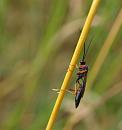 Click image for larger version. 

Name:	SH7012 -090708-Ichneumon Wasp.jpg 
Views:	622 
Size:	231.2 KB 
ID:	10965