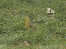 Click image for larger version. 

Name:	yellowhammer_PC310266.jpg 
Views:	230 
Size:	150.1 KB 
ID:	16588