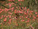 Click image for larger version. 

Name:	Exbury Azalea 1.JPG 
Views:	305 
Size:	554.0 KB 
ID:	18536