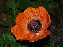 Click image for larger version. 

Name:	Oriental_Poppy_1.jpg 
Views:	176 
Size:	359.6 KB 
ID:	516