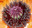 Click image for larger version. 

Name:	Oriental_Poppy_small.jpg 
Views:	187 
Size:	301.7 KB 
ID:	517