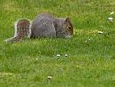 Click image for larger version. 

Name:	SH8627 -1004 06-Squirrel.jpg 
Views:	124 
Size:	323.1 KB 
ID:	13405