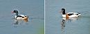 Click image for larger version. 

Name:	Shelduck montage.jpg 
Views:	252 
Size:	97.4 KB 
ID:	11244