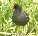 Click image for larger version. 

Name:	moorhen_2.jpg 
Views:	175 
Size:	254.4 KB 
ID:	558