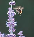 Click image for larger version. 

Name:	SH1196 -090723-Red-tailed bumble bee Bombus_lapidarius.jpg 
Views:	272 
Size:	243.2 KB 
ID:	10692