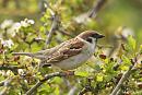 Click image for larger version. 

Name:	Tree sparrow (4).jpg 
Views:	243 
Size:	179.2 KB 
ID:	18808