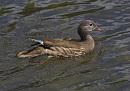 Click image for larger version. 

Name:	SH3123 -1007 10-Female Mandarin Duck - Aix galericulata.jpg 
Views:	430 
Size:	380.7 KB 
ID:	14915