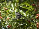 Click image for larger version. 

Name:	SH0671 -1009 01-Long-tailed Tit-Aegithalos_caudatus.jpg 
Views:	156 
Size:	291.7 KB 
ID:	15689