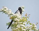 Click image for larger version. 

Name:	Magpie (Pica pica) DSC_0029.JPG 
Views:	156 
Size:	133.3 KB 
ID:	13891
