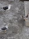 Click image for larger version. 

Name:	SH7846 -0911 -Herring_Gull-Larus_argentatus.jpg.jpg 
Views:	171 
Size:	295.8 KB 
ID:	11849