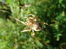 Click image for larger version. 

Name:	Orb Web Spider - Araneus diadematus 8015 - SHRUNK.jpg 
Views:	502 
Size:	202.3 KB 
ID:	805