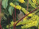 Click image for larger version. 

Name:	blackcap_feeding_mahonia.jpg 
Views:	346 
Size:	215.0 KB 
ID:	18953