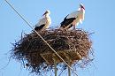 Click image for larger version. 

Name:	Storks.jpg 
Views:	335 
Size:	495.4 KB 
ID:	16693