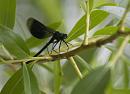 Click image for larger version. 

Name:	SH8741 -1006 10-Calopteryx_splendens-Banded_Demoiselle.jpg 
Views:	160 
Size:	287.3 KB 
ID:	14068
