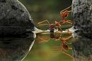 Click image for larger version. 

Name:	ant-drinking_2156372k.jpg 
Views:	761 
Size:	161.1 KB 
ID:	18512