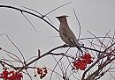 Click image for larger version. 

Name:	waxwing_PB098646.jpg 
Views:	205 
Size:	128.7 KB 
ID:	16284